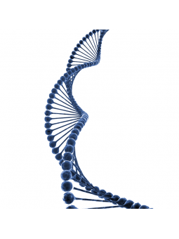 Firewall-Gene